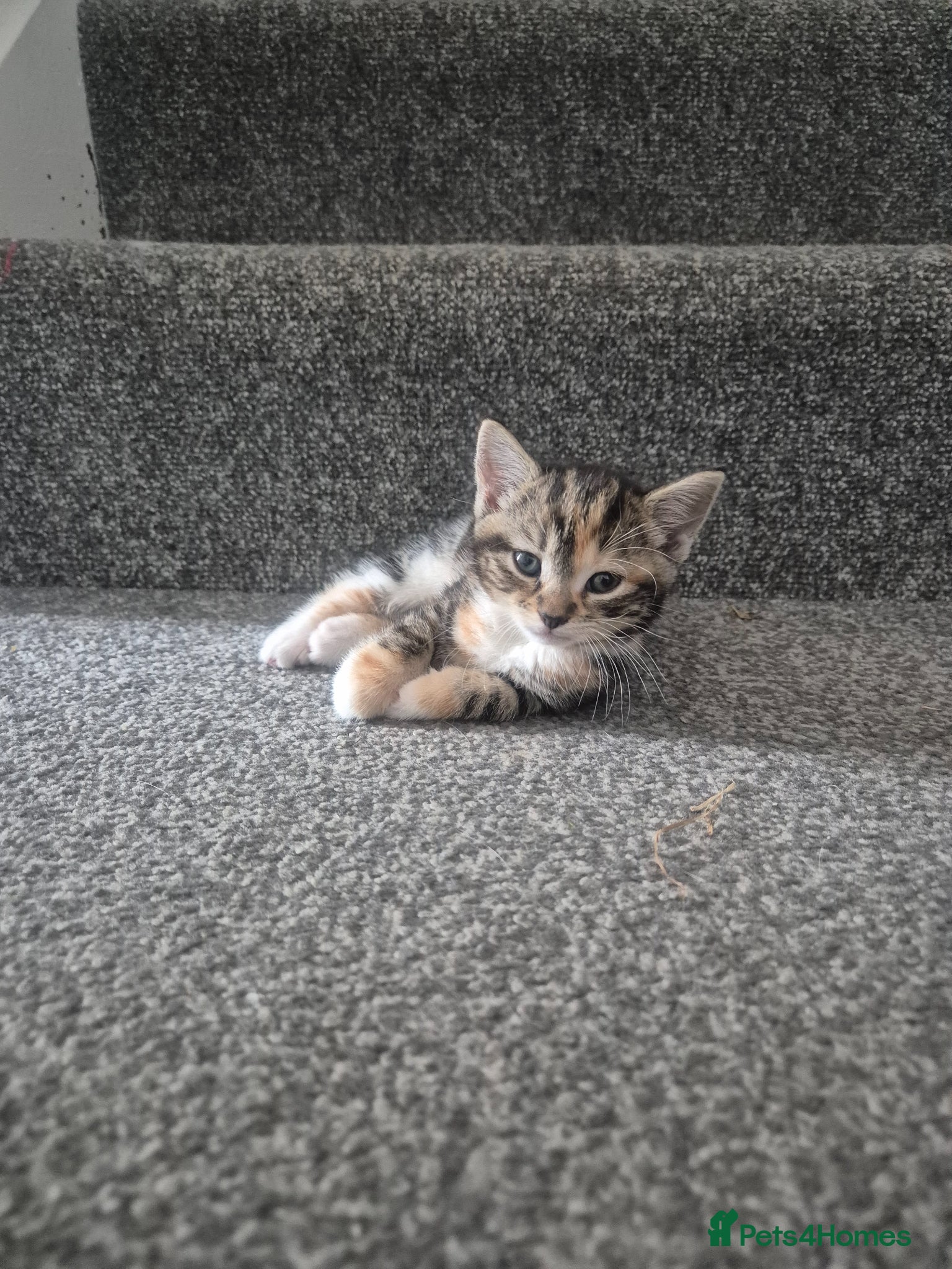 British Shorthair cats Three adorable kittens  - Advert 1
