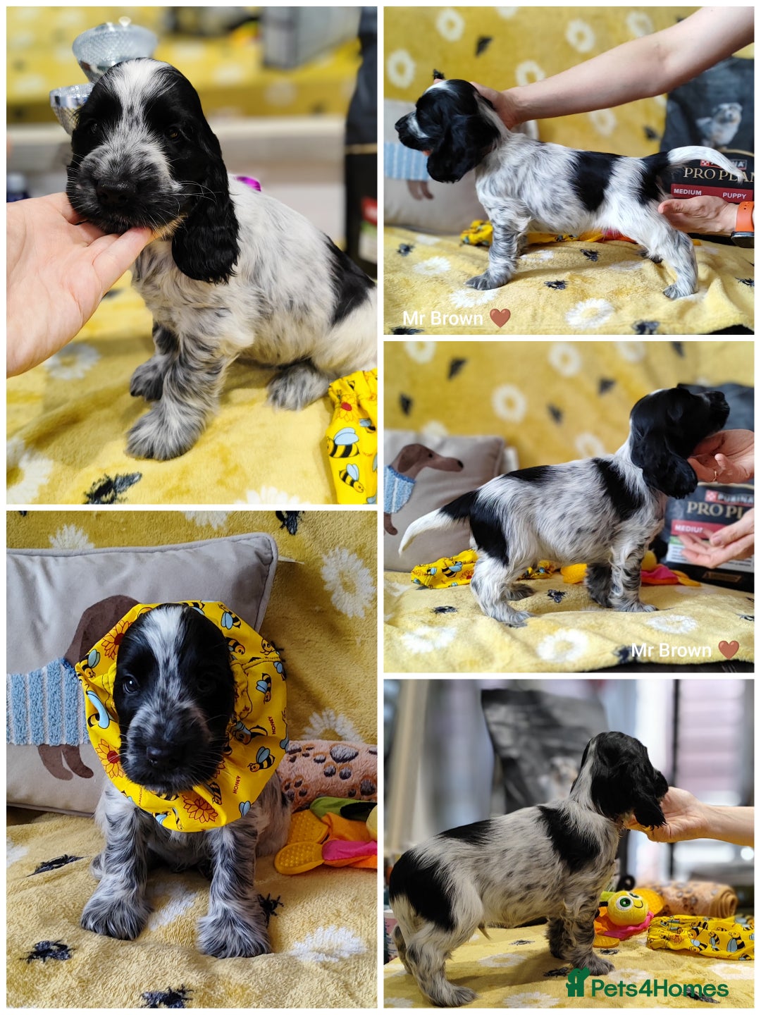 Cocker Spaniel dogs for sale: KC English Show Type Cocker Spaniel Puppies  - Image 10