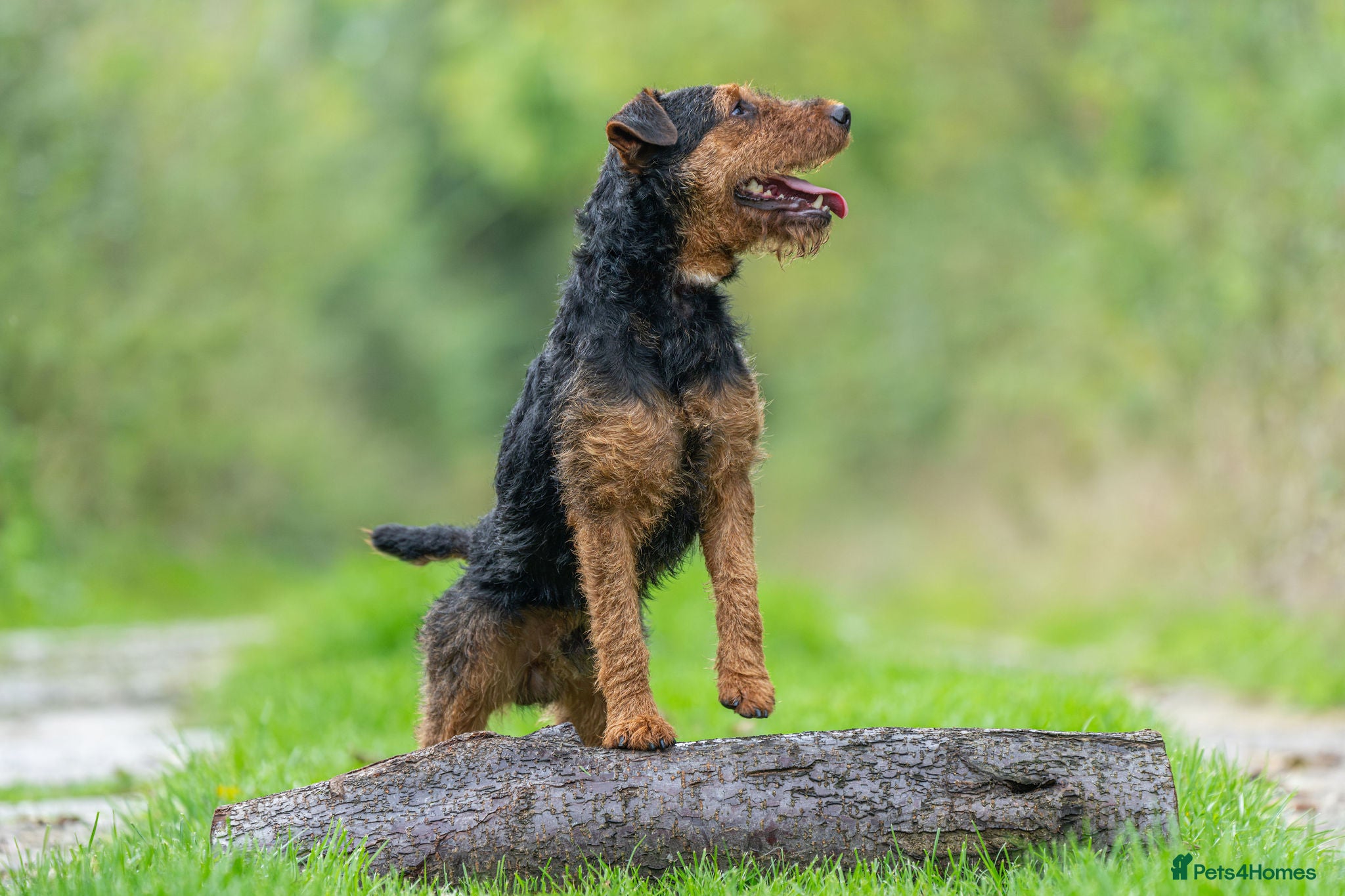 Lakeland Terrier dogs Lakeland terrier at stud in Newark - Advert 8