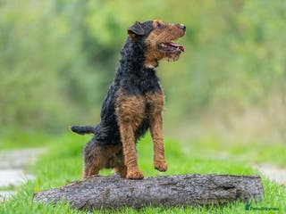 Lakeland Terrier dogs Lakeland terrier at stud in Newark - Advert 8