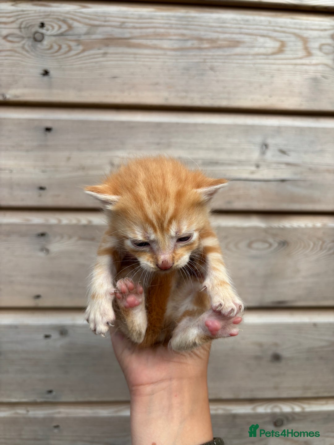 British Shorthair cats for sale: Kittens available BLUES in Axbridge - Image 19
