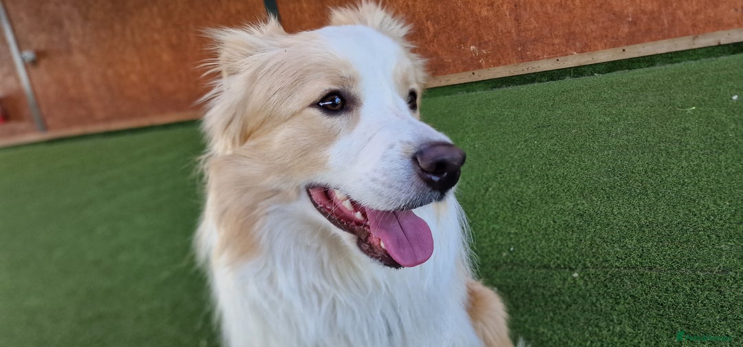 Border Collie dogs for stud: Border Collie for Stud - Proven in Preston - Image 1