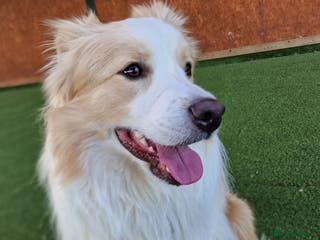 Border Collie dogs Border Collie for Stud - Proven in Preston - Advert 2