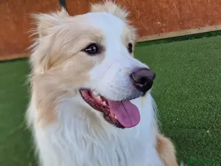 Border Collie dogs Border Collie for Stud - Proven in Preston - Advert 3