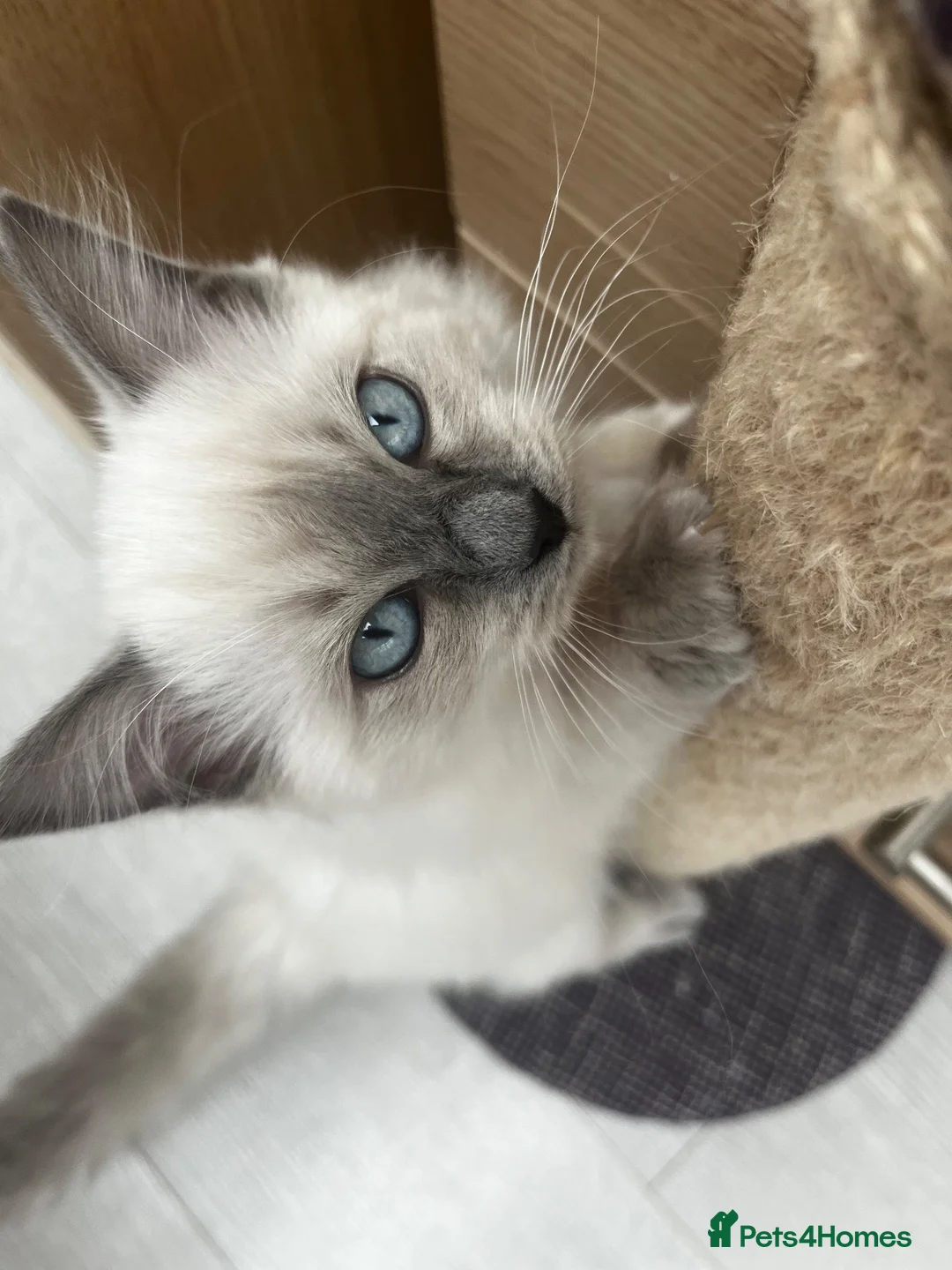 Ragdoll cats for sale: 💗 female ragdoll kitten 💗 - Advert 2