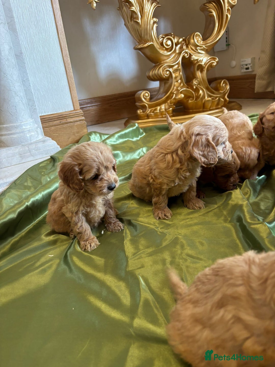 Cockapoo dogs for sale: F1 DNA Health Tested Cockapoos  - Image 2
