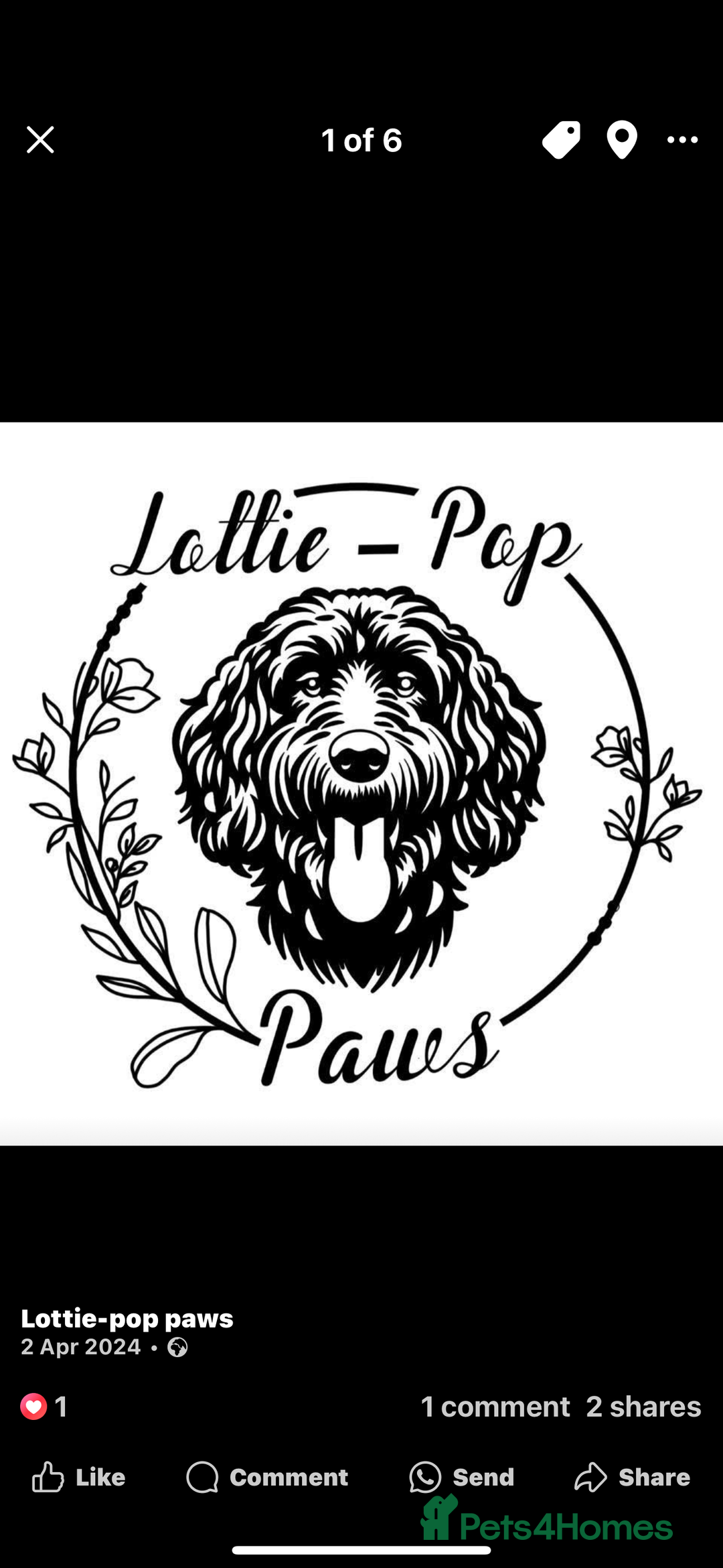 Cockapoo dogs for sale: 🤍 Beautiful F3 Multigen Cockapoo Puppies🤍 - Advert 23