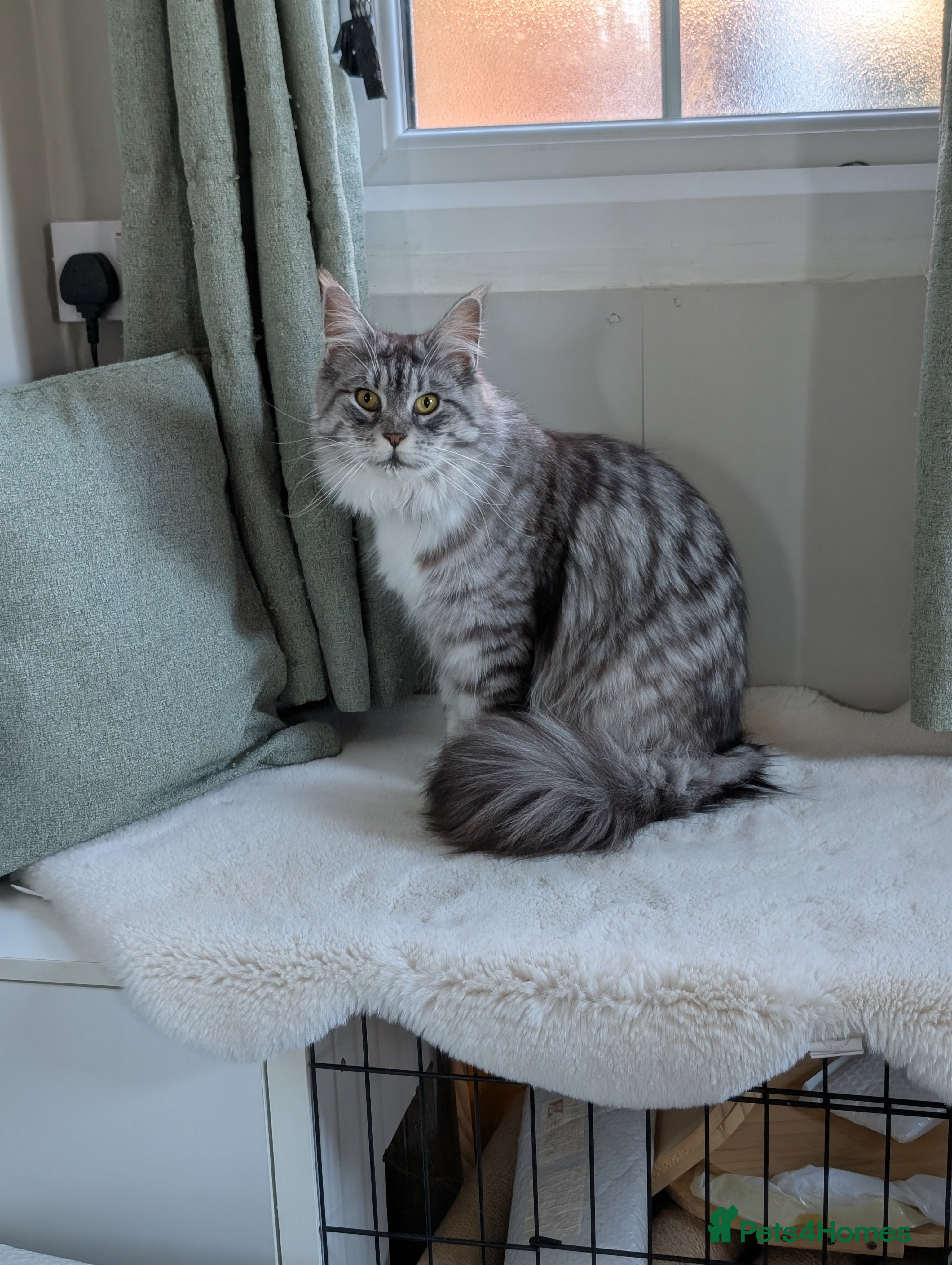 Maine Coon cats Tica Pedigree Maine coon queen - Advert 2