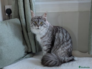 Maine Coon cats Tica Pedigree Maine coon queen - Advert 3