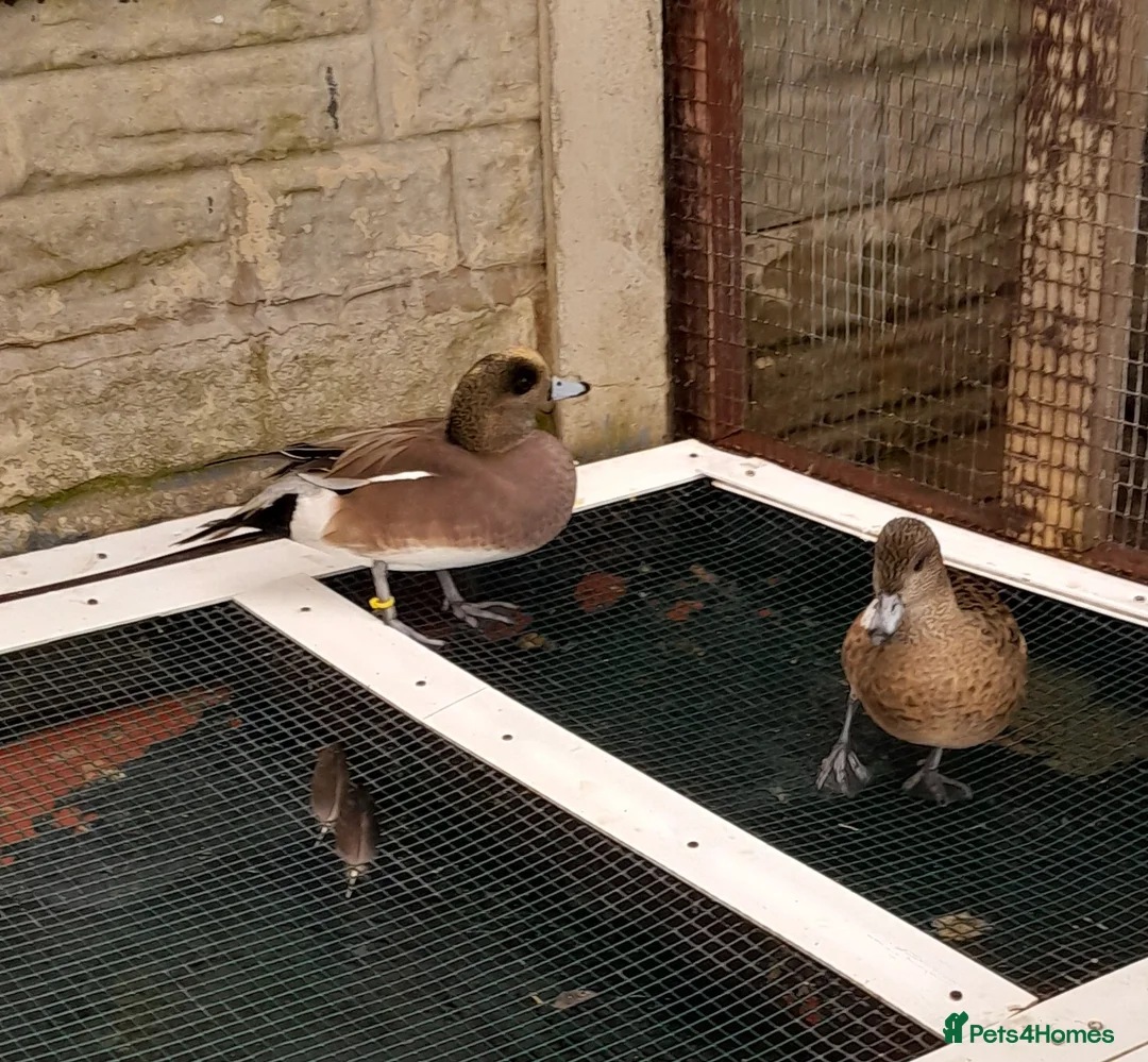 Ducks poultry for sale: American wigeon pair 2 years old - Advert 2