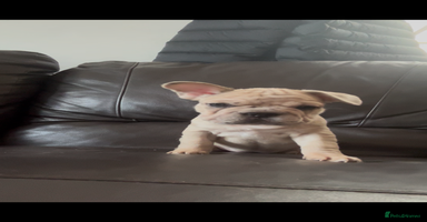 French Bulldog dogs - Advert 10