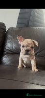 French Bulldog dogs - Advert 4