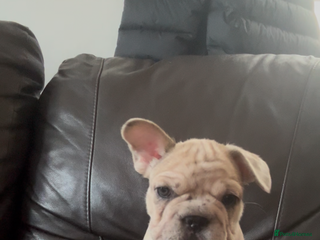 French Bulldog dogs - Advert 2