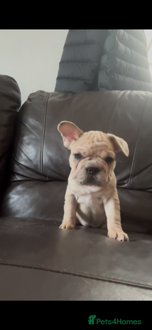 French Bulldog dogs - Advert 4