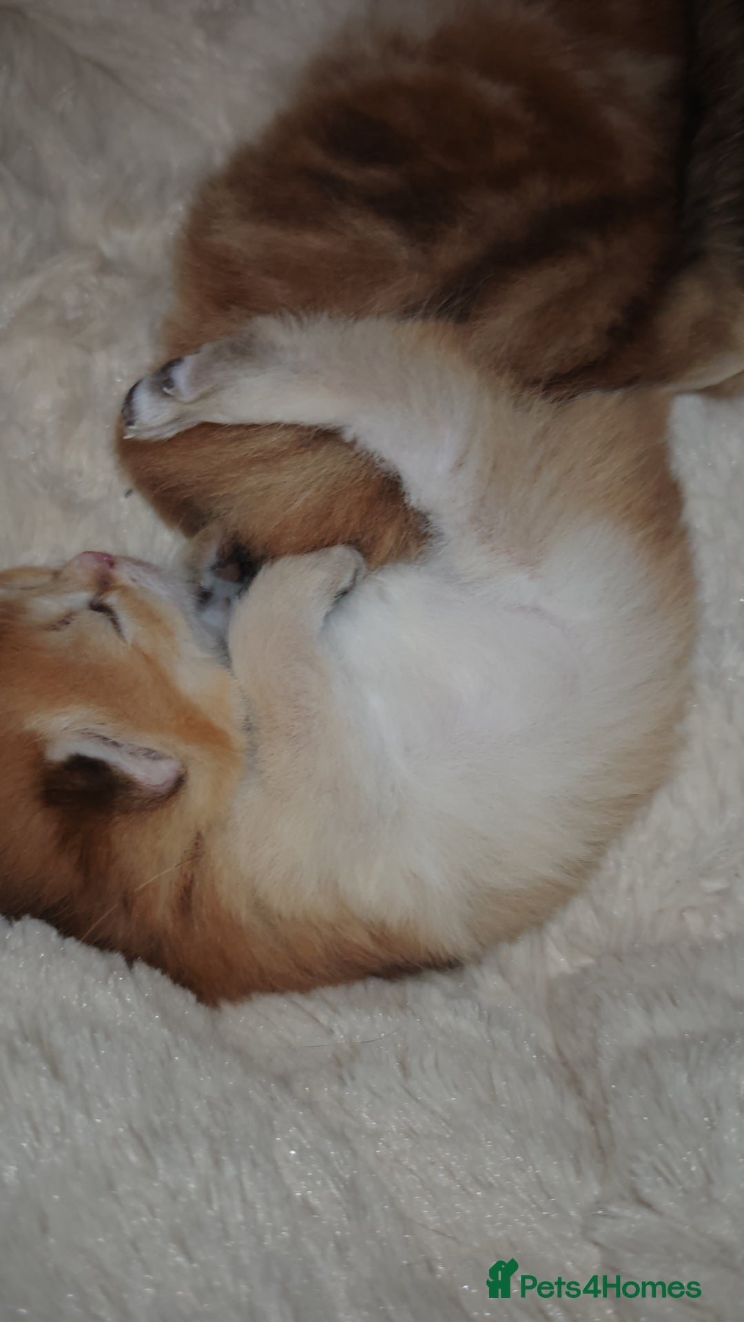 British Shorthair cats for sale: Stunning pedigree BSH Golden black Chinchilla  - Advert 9