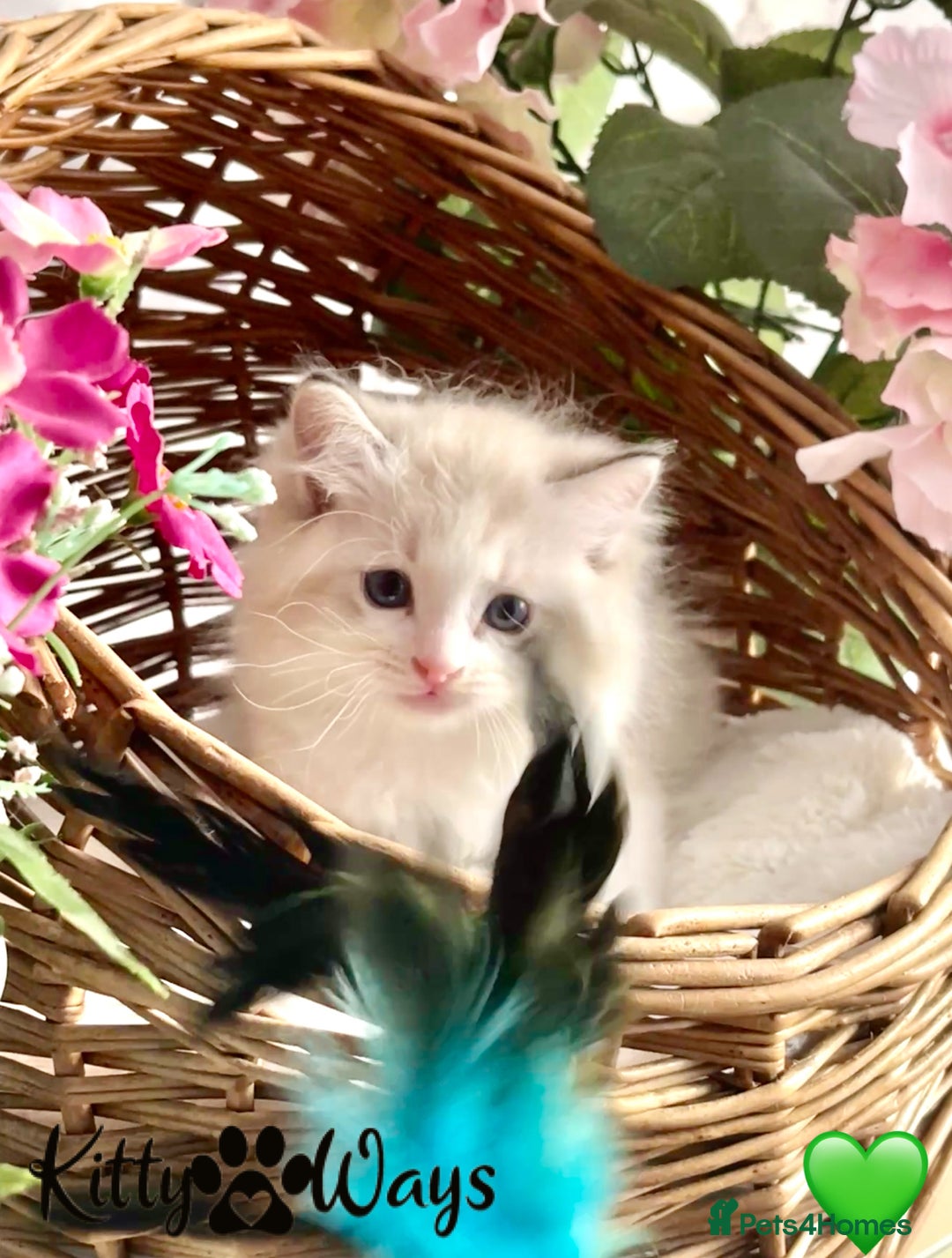 Ragdoll cats for sale: 🐾🩷*TICA REG* LYNX TABBY EU RAGDOLL KITTENS🩵🐾 - Image 24