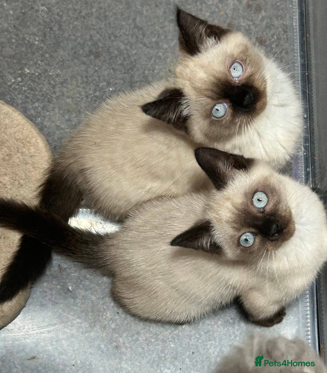 British Shorthair cats for sale: TICA Active BSH Colourpoint Kittens - Advert 2