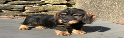 Dachshund dogs for sale: Wirehaired Dachshund Teckel KC registered puppies  - Advert 39