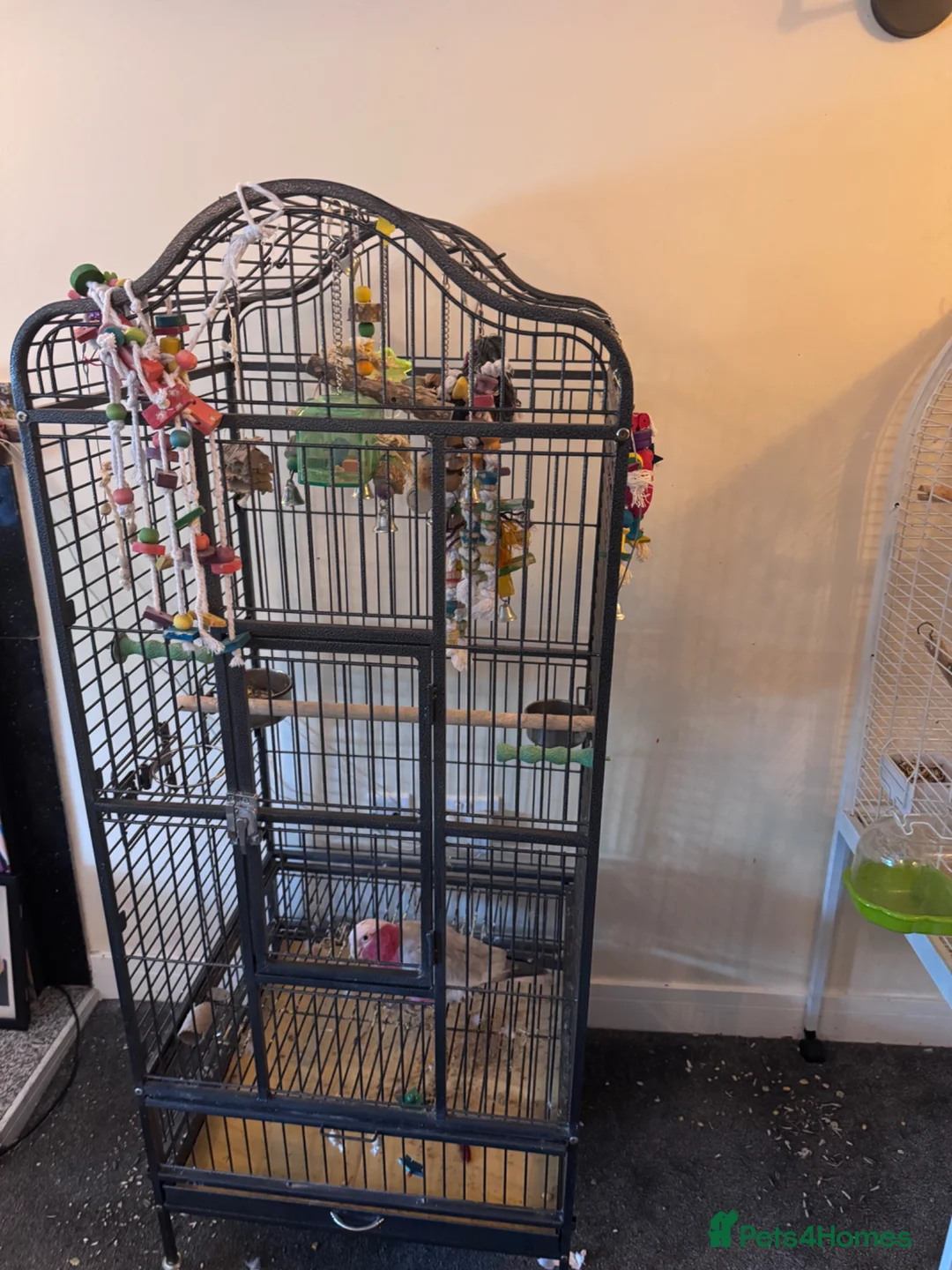 Cockatoo birds for sale: Pink galah cockatoo  in Matlock - Advert 1