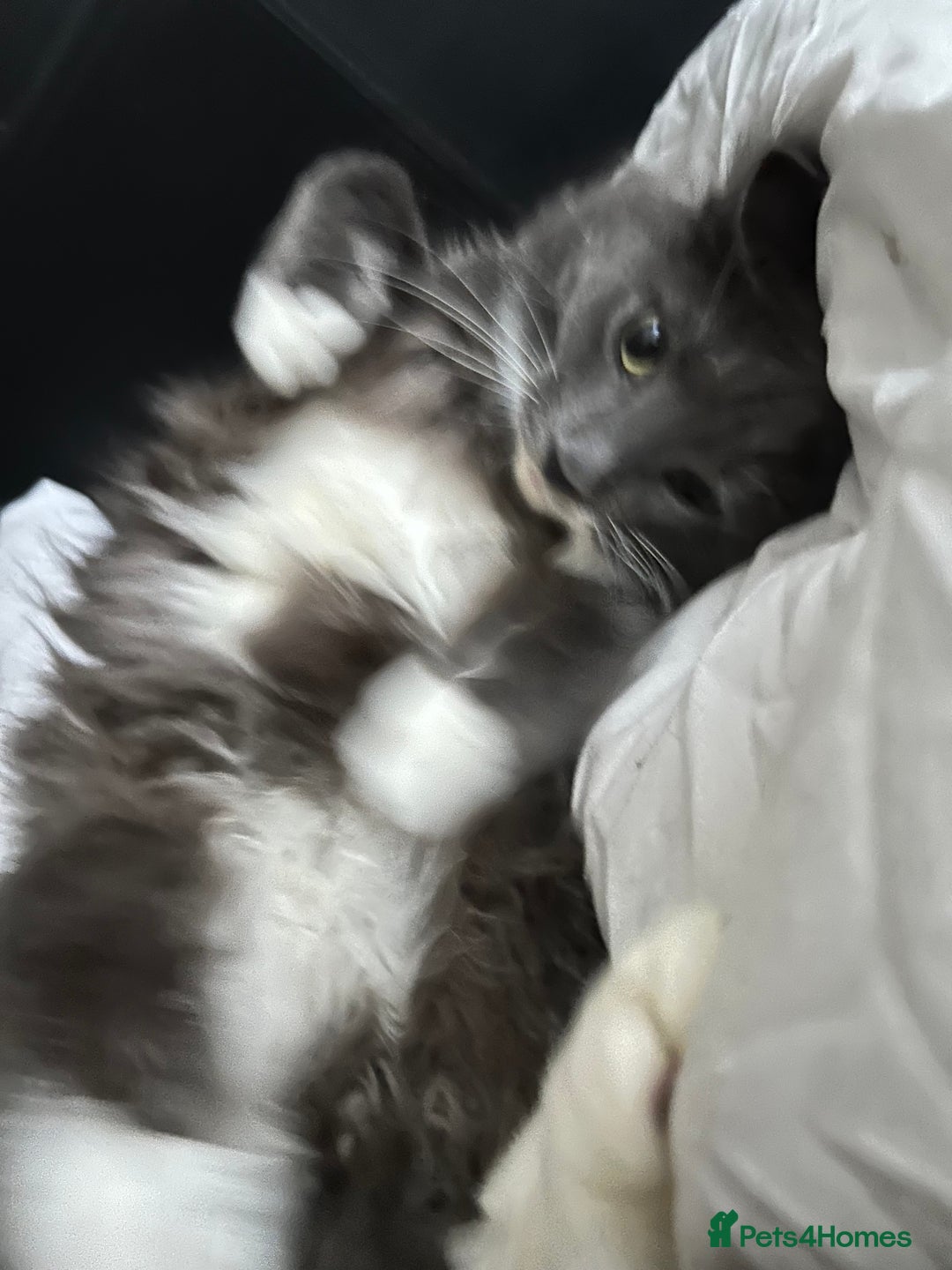 Mixed Breed cats for sale: 2 boys ready for new home - Image 5