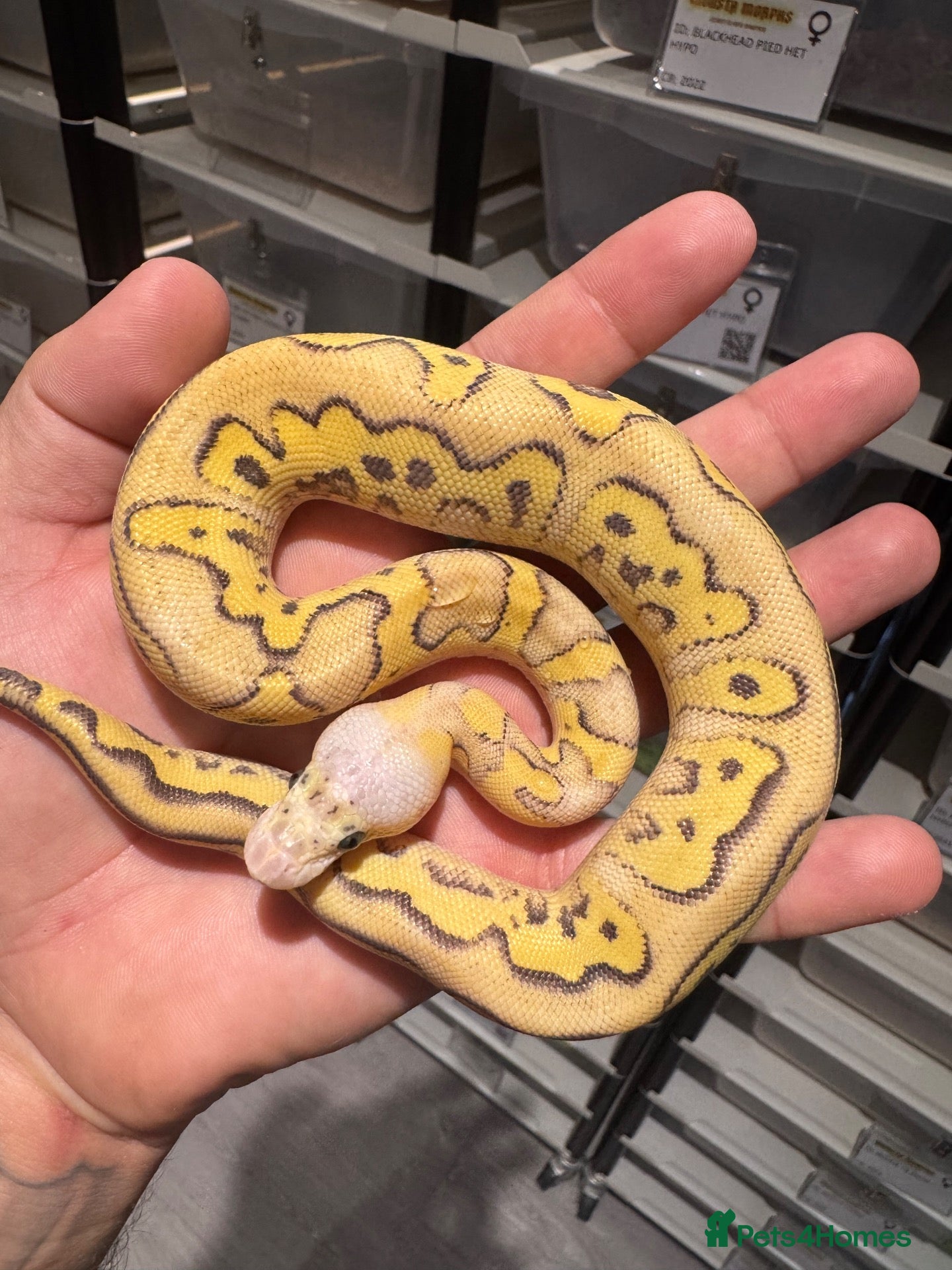 Python Snake reptiles Clown, hypo, hets, various morphs available  - Advert 18