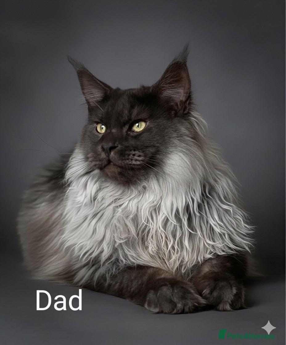 Maine Coon cats for sale: Maine coon boy kitten GCCF pedigree - Advert 13