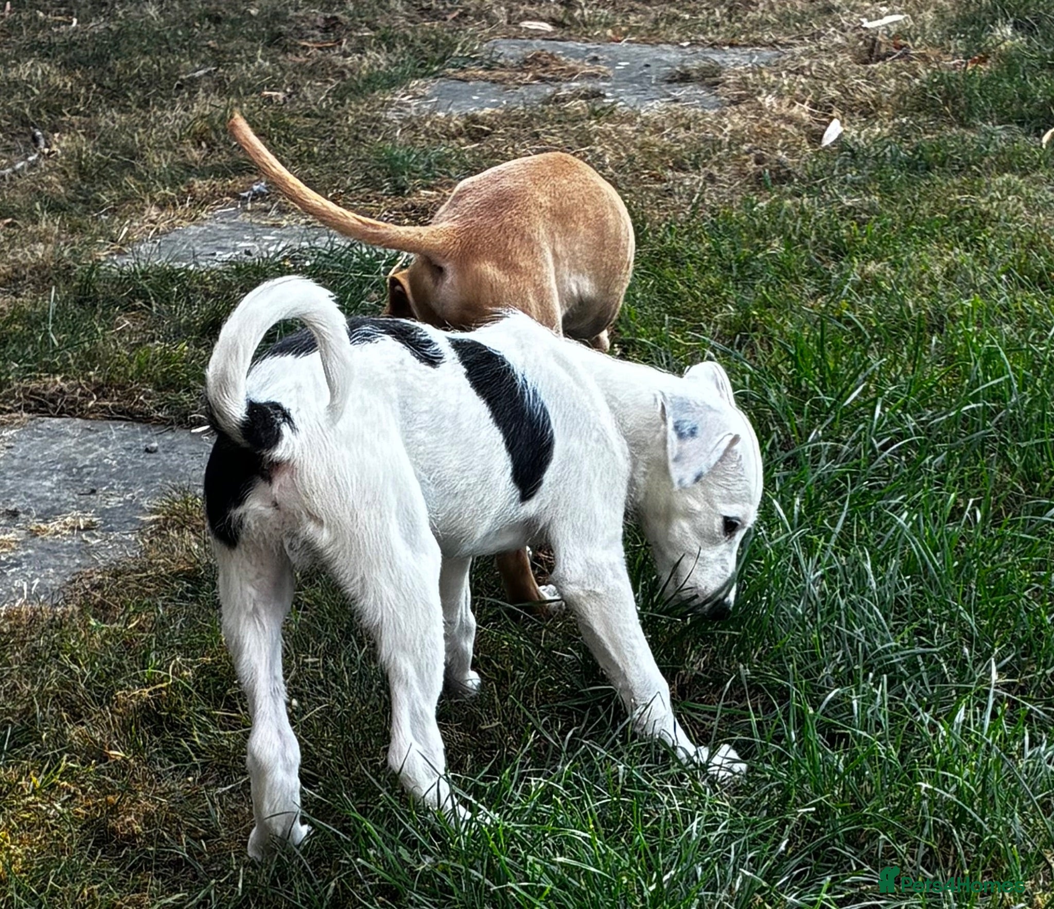 Lurcher dogs *UPDATED* Top quality Lurcher puppies - Advert 1