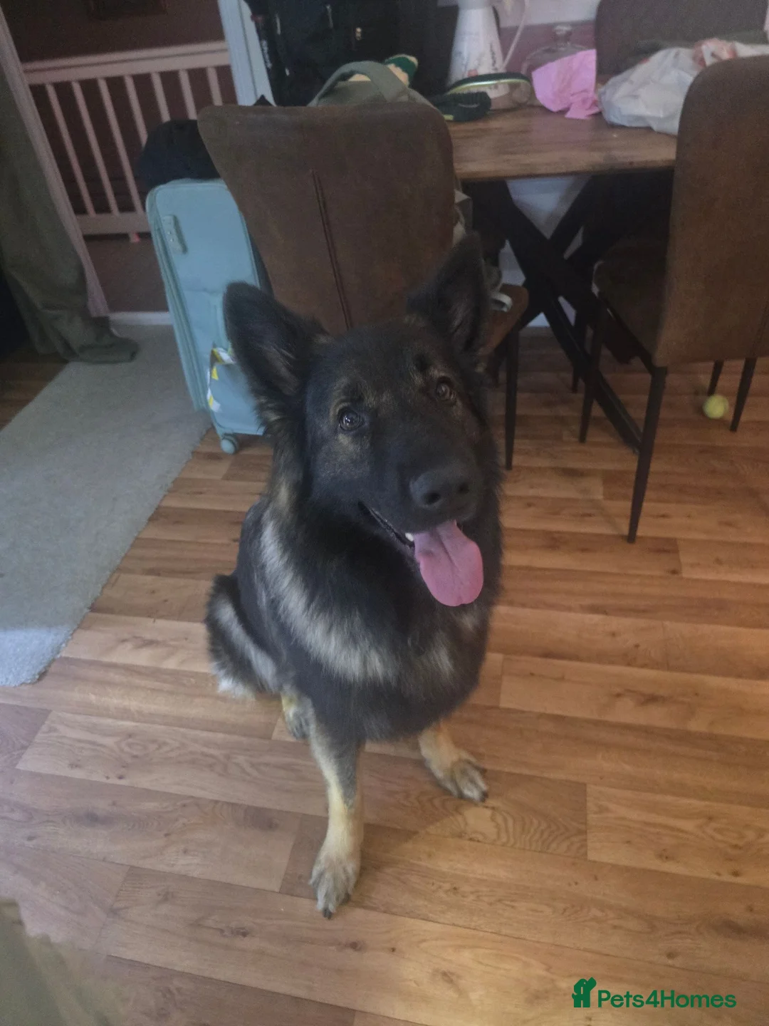 German Shepherd dogs for stud: 2year old Male for stud  - Advert 2
