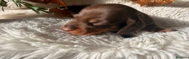 Miniature Dachshund 5