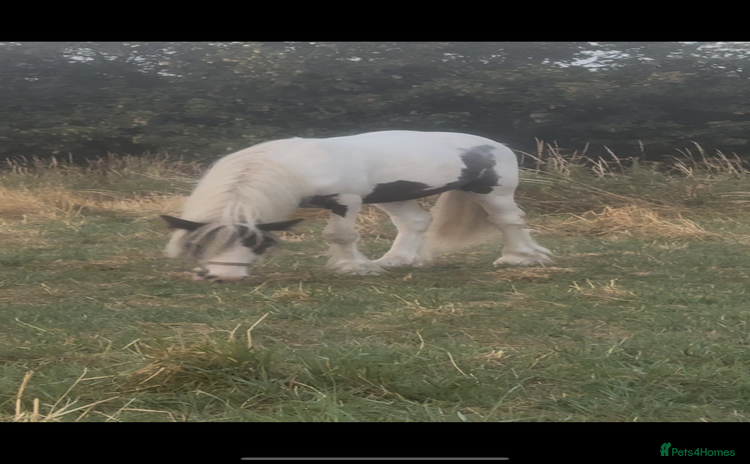 Irish Cob horses - Advert 2