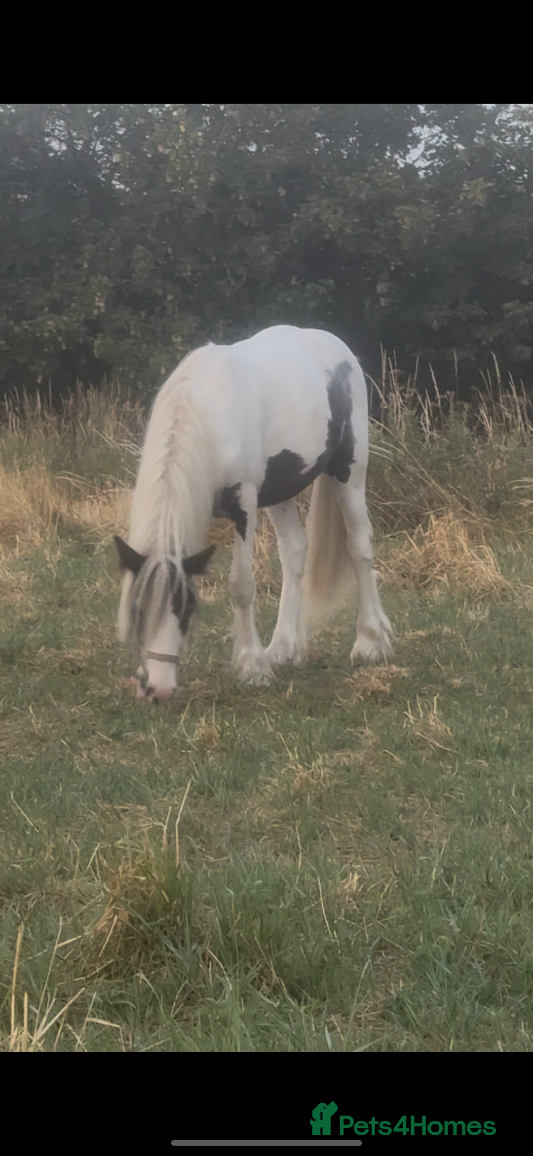 Irish Cob horses for sale: Buddy - Image 1