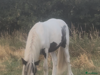 Irish Cob horses - Advert 13