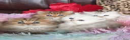 Persian cats for stud: ❤️PKD Clear Pedigree Chinchilla Persian Stud❤️ in Preston - Advert 8