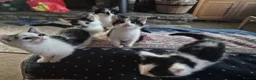 Mixed Breed cats for sale: 4 girls 4 boys 8 week old kittens  - Advert 7