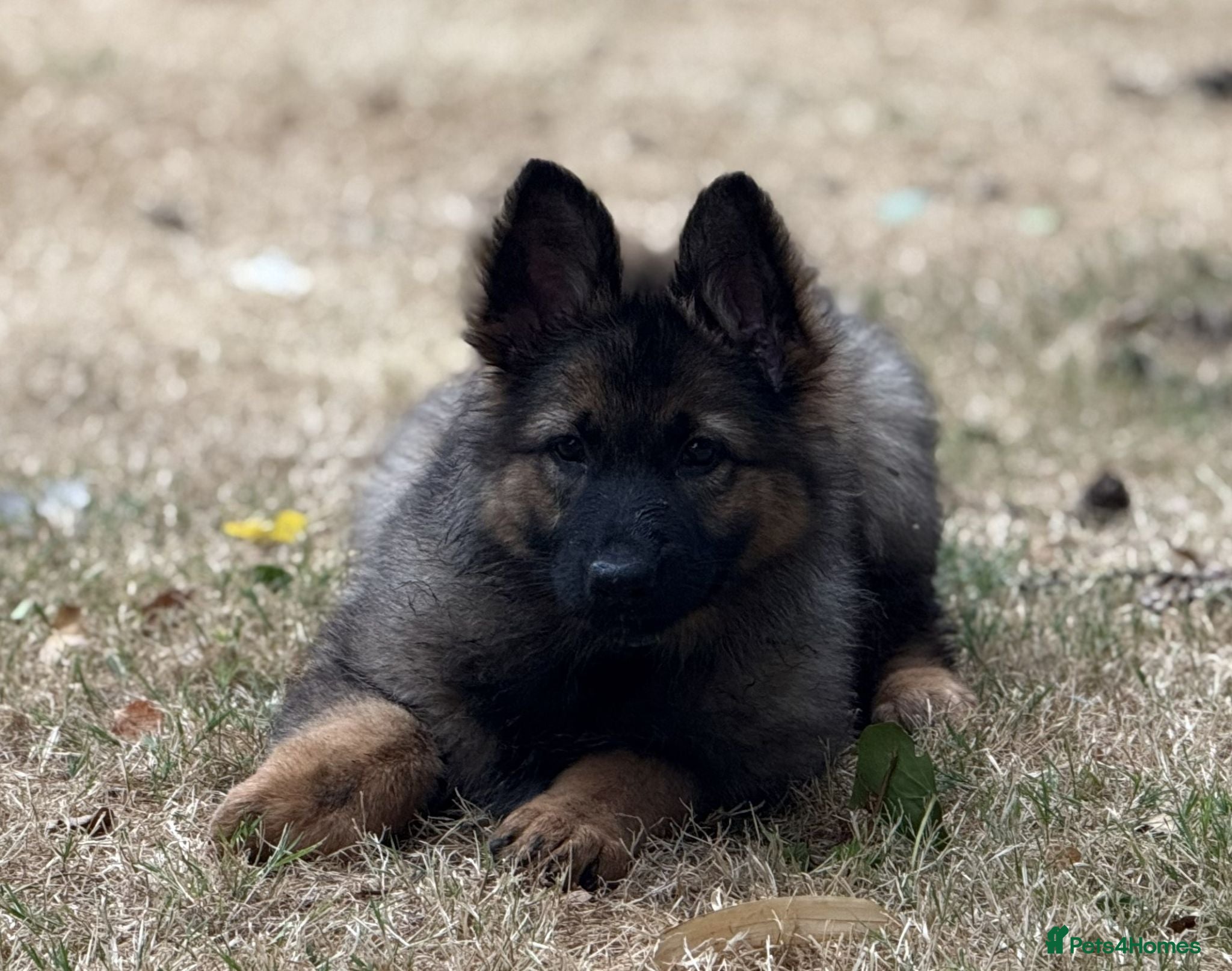 German Shepherd dogs Quality Longcoat Female GSD Health tested Parents  - Advert 2