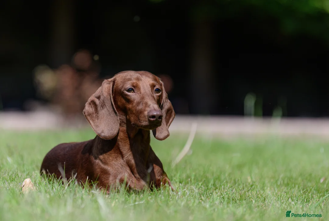 Miniature Dachshund dogs for stud: Miniature Dachshund Stud - Advert 2