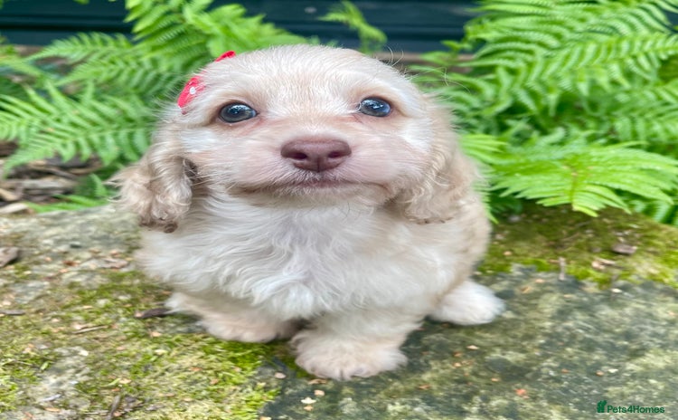 Doxiepoo dogs - Advert 7