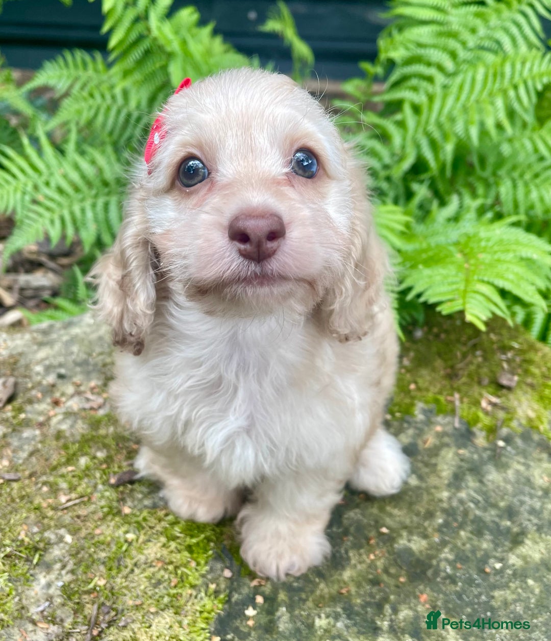 Doxiepoo dogs for sale: Adorable Doxiepoo puppies  - Image 1