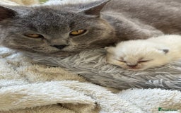 British Shorthair cats for sale: LAST MALE British shorthair kitten ready now in Sleaford - Image 5