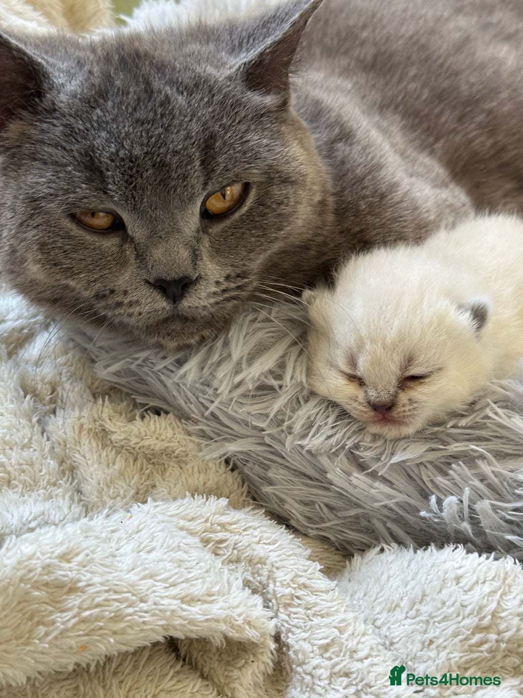 British Shorthair cats for sale: LAST MALE British shorthair kitten ready now in Sleaford - Image 5