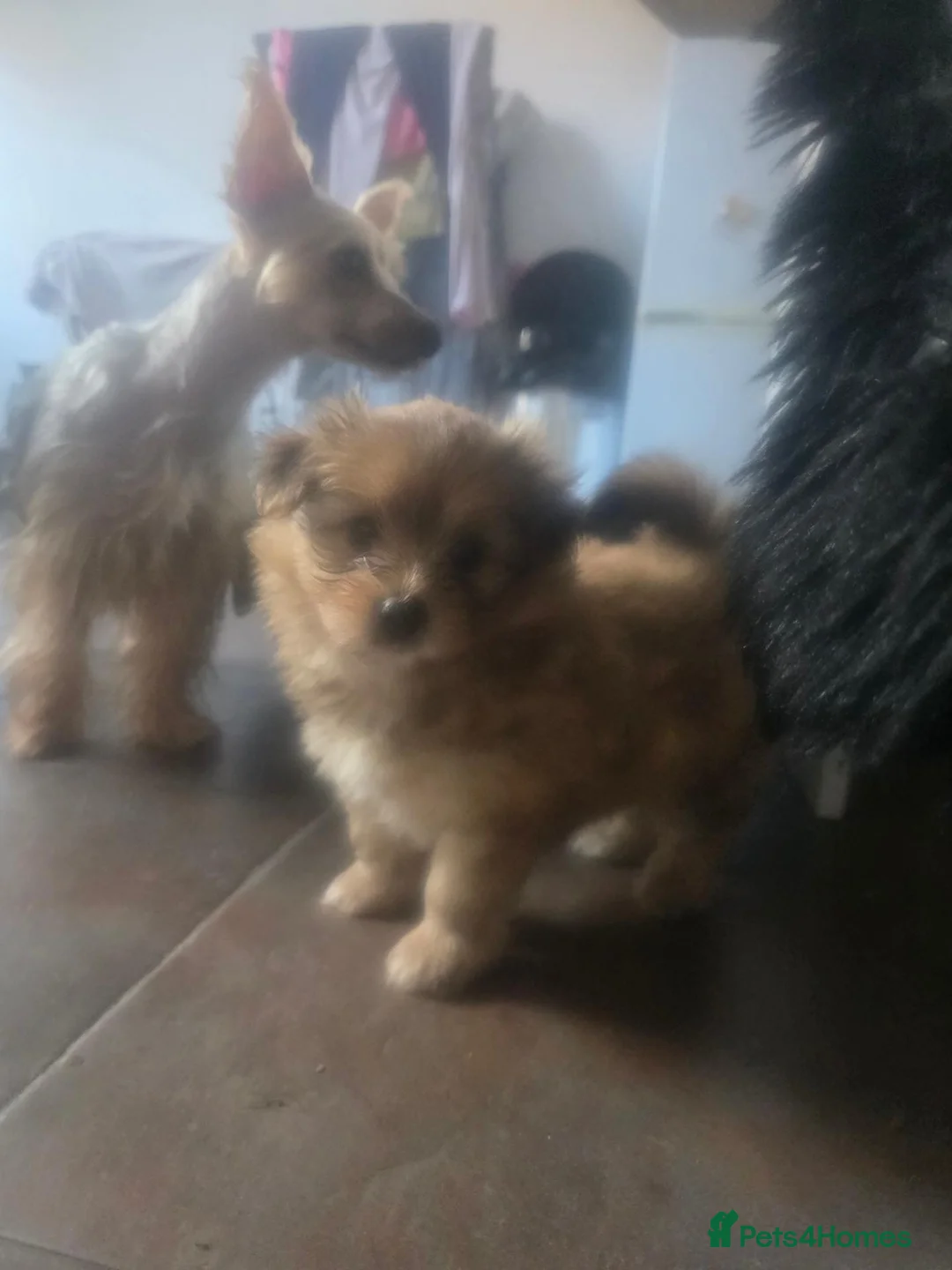 Mixed Breed dogs for sale: 3 super fluffy  puppies  - Advert 12