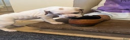 Pointer dogs for sale: Beautiful Pointer Puppies - Advert 7