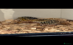 Gecko reptiles for sale: Gecko - Image 3