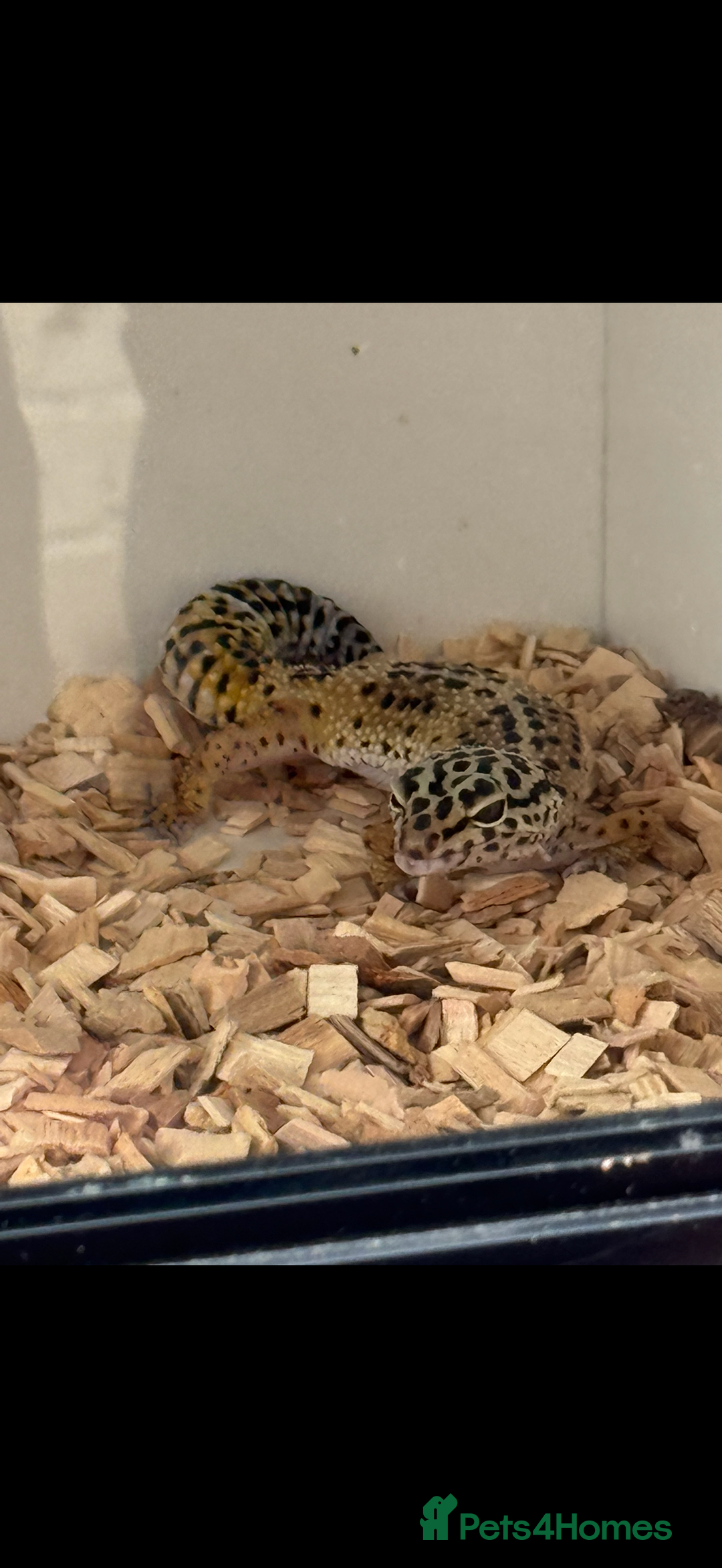 Gecko reptiles for sale: Gecko - Image 3