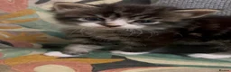 British Longhair cats for sale: The most beautiful kittens  - Advert 2