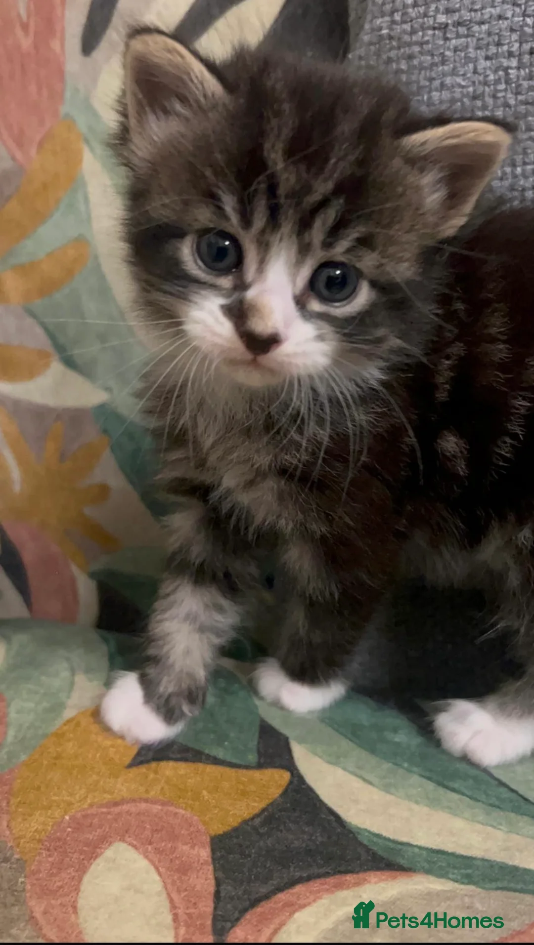 British Longhair cats for sale: The most beautiful kittens  - Advert 2