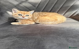 Scottish Fold cats for sale: Adorable pedigree kittens - Image 5