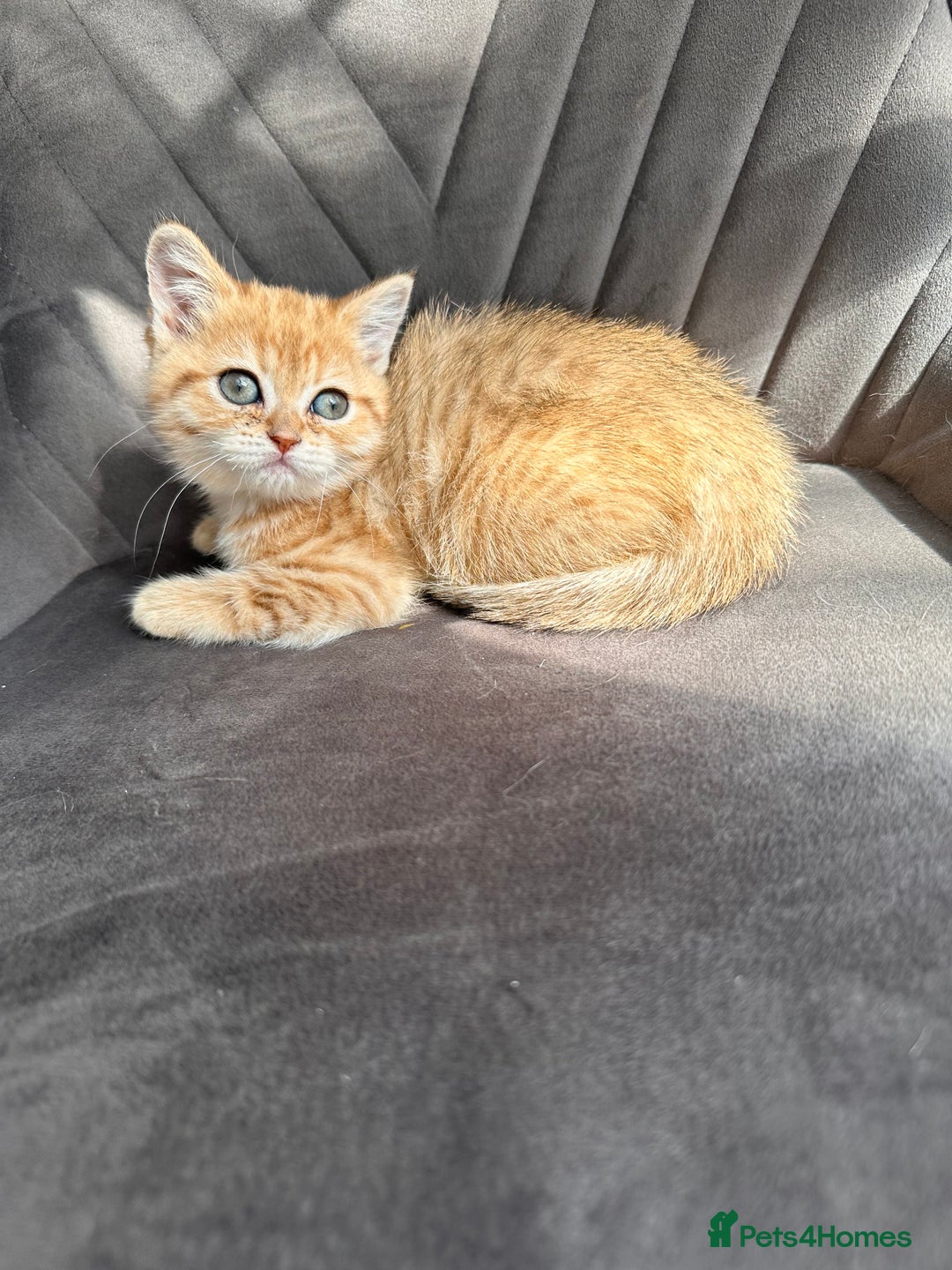 Scottish Fold cats for sale: Adorable pedigree kittens - Image 5