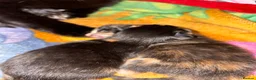 Mixed Breed cats for sale: 4 Beautiful, healthy kittens in Southend-on-Sea - Advert 9
