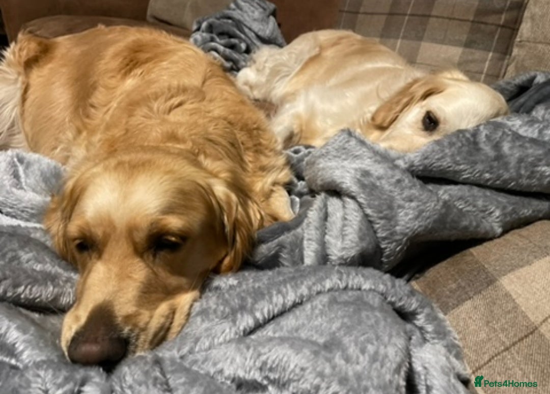 Golden Retriever dogs for sale: Rare & wonderful petite golden retrievers - Image 27